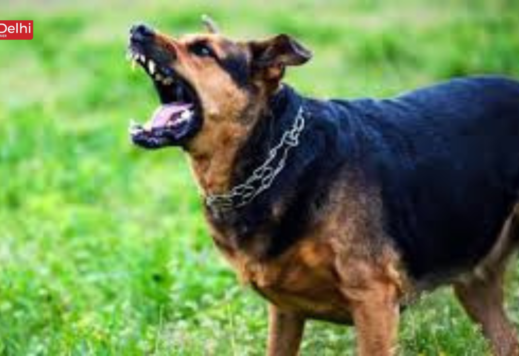 Delhi Dog Attack