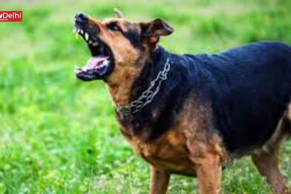 Delhi Dog Attack