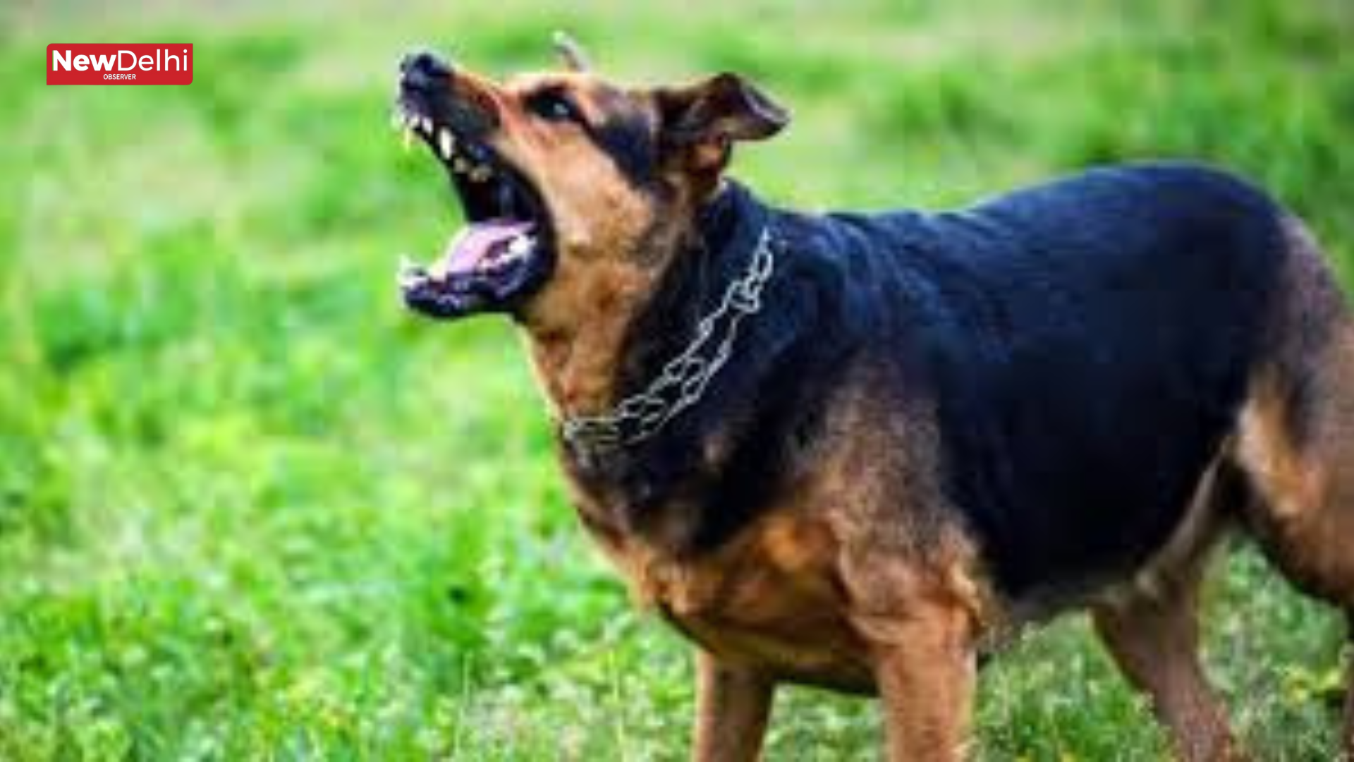 Delhi Dog Attack